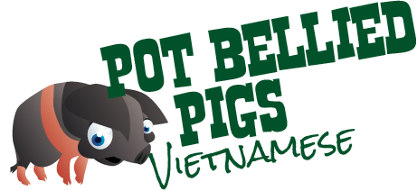 Pot Bellied Pigs at Kennedys Pet Farm